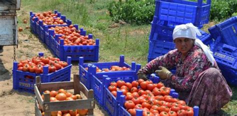 rueyada domates toplamak ruyandagorcom