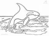 Wal Orca Malvorlage Malvorlagen Orcas Kleurplaat Whales Kleurplaten sketch template