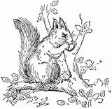 Coloring Squirrels Squirrel Homecolor sketch template