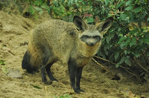 bat eared fox animals facts latest pictures  wildlife