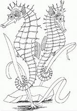 Seepferdchen Coloringhome Ausmalbild Animal Seite Template Azcoloring sketch template