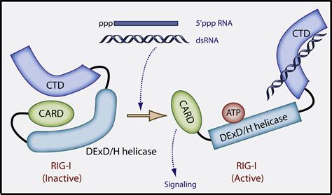 structural mechanism  rna recognition   rig   receptors immunity