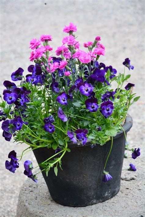 dianthus violas spring container garden container plants spring