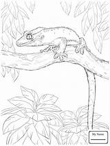 Gecko Leopard Coloring Drawing Getdrawings Personal Use Brilliant Pages Albanysinsanity Kids Template sketch template