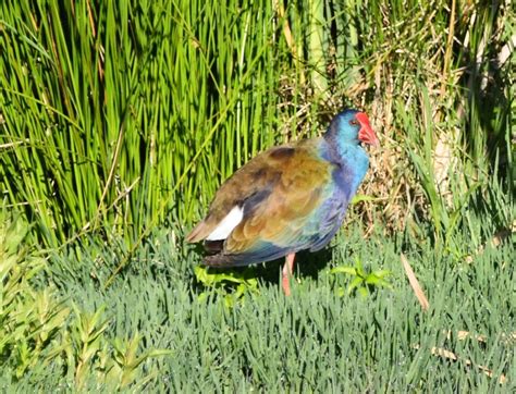 Birding South Africa Wakkerstroom