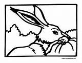 Coloring Jackrabbit Pages Rabbit Jack Colormegood Animals sketch template