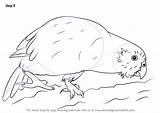 Kakapo Draw Drawing Step Necessary Improvements Finally Finish Make Parrots Tutorials Drawingtutorials101 sketch template