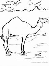 Kamel Ausmalbilder Ausmalen Malvorlagen Kamele Ausmalbild Herunterladen Ausdrucken Wildtiere Loesungen Grafik Ando sketch template