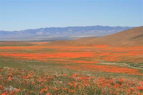 California Poppy Fields Lancaster Ca Flickr Photo