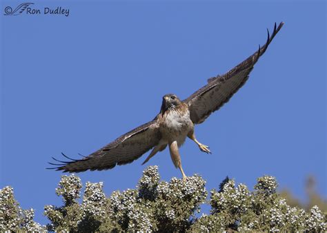 red tailed hawk “dancing” on juniper berries feathered photography