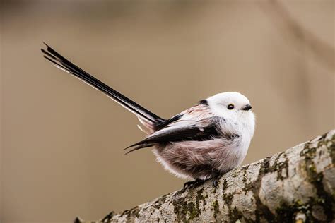 long tailed tit wag the tail photograph by torbjorn swenelius fine