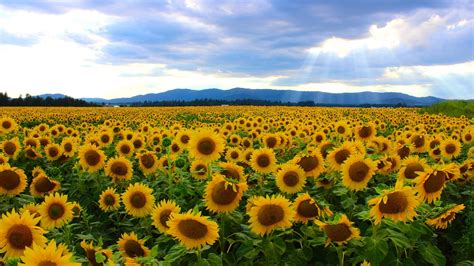 field  sunflowers photo  uspockgiirl    iimgur