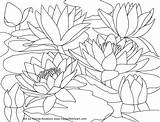 Coloring Pages Water Monet Lilies Waterlilies Printable Flower Scenery Watercolor Drawing Blossom Book Cherry August Lily Adults Adult Claude Mountain sketch template