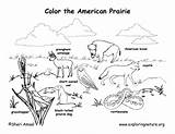 Prairie Coloring American Habitat Animals Habitats Animal Pages House Biome Kids Exploringnature Color Grassland Printable Drawing Labeled Little Grade Dog sketch template