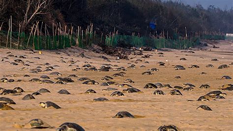 odisha welcomes   lakh olive ridley turtles  mass
