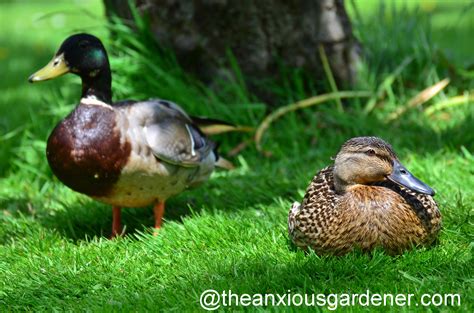 making  duck nest box  anxious gardener