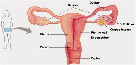 Anatomi Dan Fisiologi Sistem Reproduksi Wanita Materi Kimia