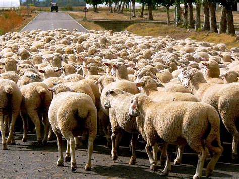 photo gratuite moutons lelevage troupeau laine image gratuite