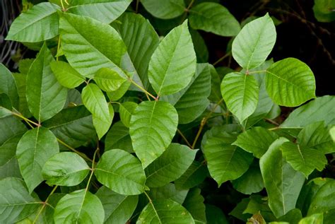 identify poison ivy oak  sumac