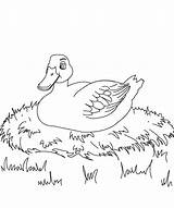 Duckling Ugly Pages Coloring Drawing Duck Nest Kids Index Print Getdrawings sketch template