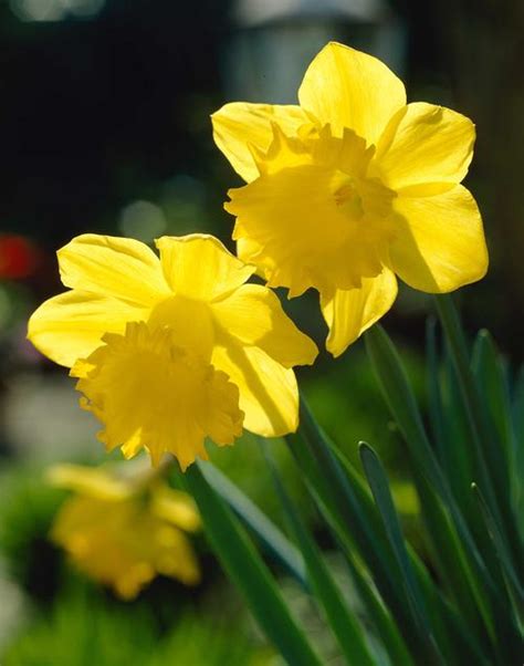 daffodils  naturalizing