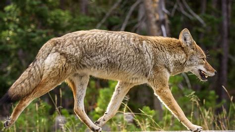 coyotes feeding  roaming cats  bend
