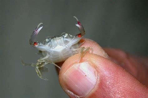 tiny pretty crab baby animals pinterest babies  crabs