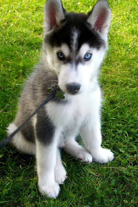 cute siberian husky puppies pictures tail  fur