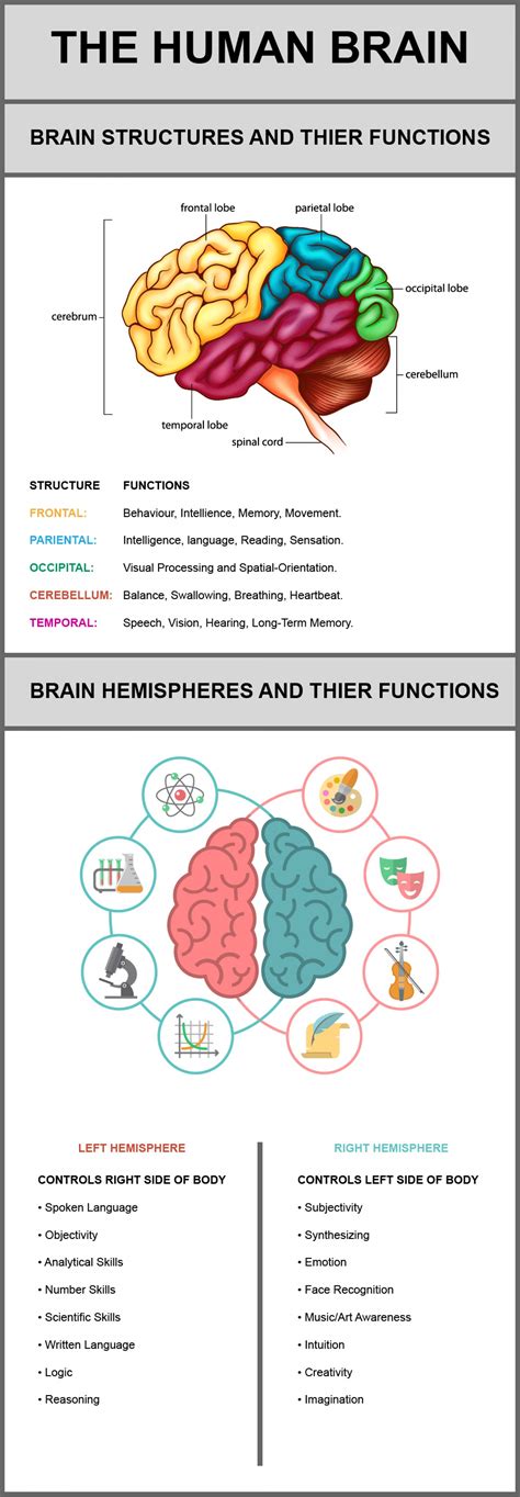 human brain  structures   functions infographic