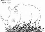 Rhino Rinoceronte Colorir Rhinoceros Rhinocéros Nashorn Ausmalen Colorier Breitmaulnashorn Ausmalbilder Cute Designlooter Colorironline Hugolescargot sketch template