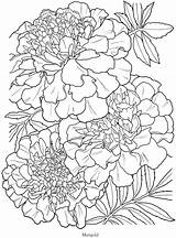 Marigold Coloring Pages Flower Drawing Flowers Adult Book Outline Colouring Color Printable Muertos Los Doverpublications Books Dover Drawings Para Line sketch template