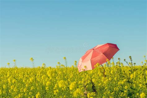 Beautiful Girl Nude In Field With Yellow Flowers Stock