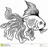 Fish Goldfish Outline Drawing Drawings Japanese Golden Side Illustration Vector Coloring Koi Clipart Stock Simple Background Tropical Pages Google Tattoo sketch template