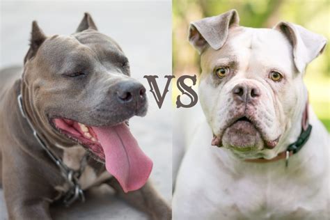 pitbull  american bulldog breed differences  similarities