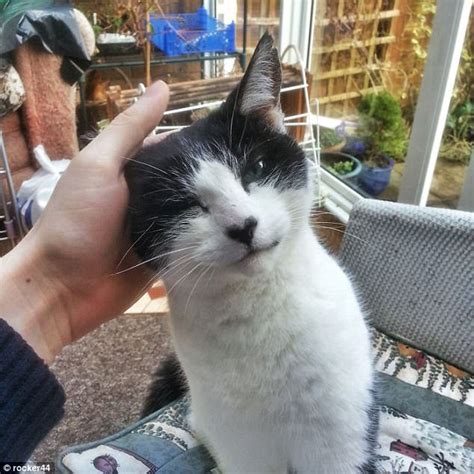 Pictures Show What Happens When Cats Turn Up Uninvited Daily Mail Online