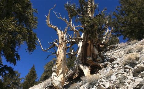 Ancient Bristlecone Pine Forest The Nevada Travel Network