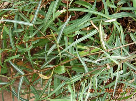 herbal plants  sri lanka eramusuhemidesmus indicus false sarsaparilla