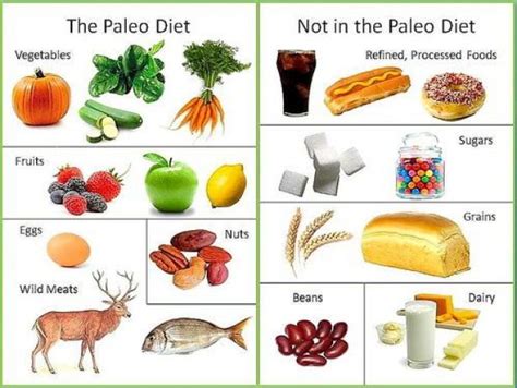 basics  paleo diet paleodiet   paleo diet modified paleo