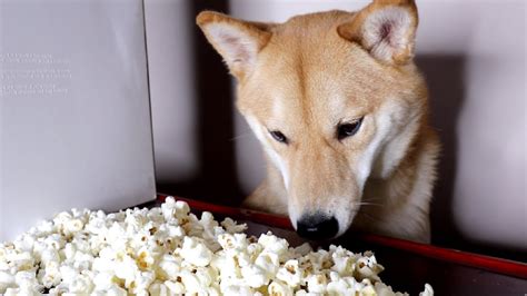 dogs eating popcorn boing boing