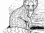 Coloring Pages Leopard Snow Baby Cheetah Printable Getcolorings Template Print Getdrawings Color sketch template