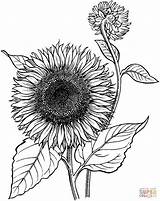 Supercoloring Sonnenblume Sonnenblumen sketch template