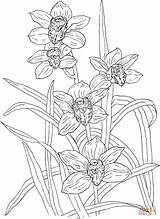 Orchid Cymbidium Orchideen Supercoloring Orchids Rosanna Ausmalbild sketch template