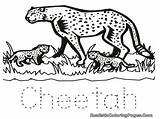 Cheetah Coloring Baby Pages Cute Drawing Draw Line Kids Color Printable Getdrawings Comments Getcolorings Print sketch template