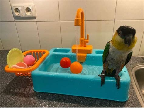 july memor bird bath parrot swimming pool bird feeder automatic bowl  fauc walmart canada