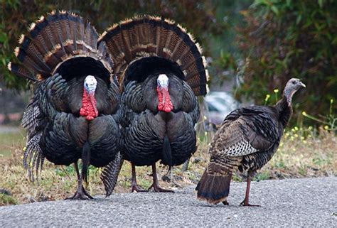 a quest for wild gobblers becomes fowl obsession wyso