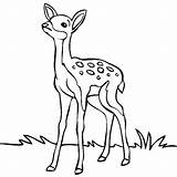 Deer Coloring Clipart Drawing Pages Easy Drawings Forest Baby Outline Kids Animals Line Buck Realistic Mule Head Cartoon Draw Animal sketch template