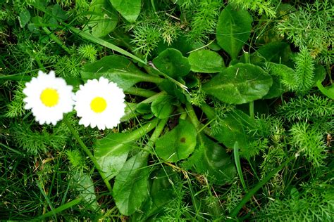 wildkraeuter direkt von der wiese  den mund oder zurueck zur natur