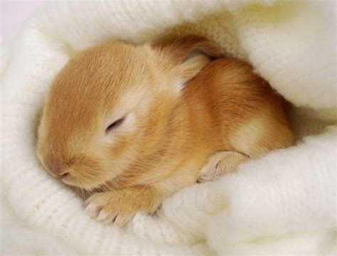 amazing creatures cute bunny pictures      aww  pics