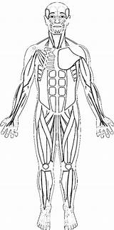 Muscles Muscular Biologycorner Getdrawings Leg Answersheet Skeleton 1207 Educative K5 sketch template