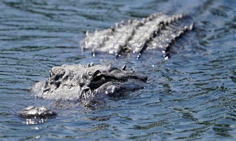 amorous alligators put florida on alert as mating season begins